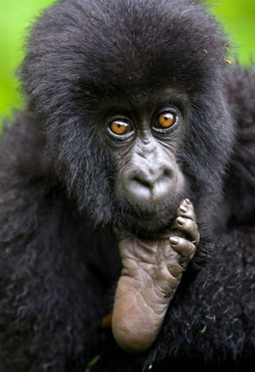 poze_cu_animale_amuzante_25