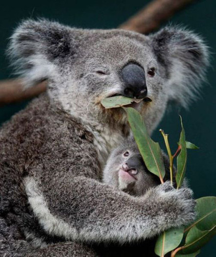 poze_cu_animale_amuzante_27