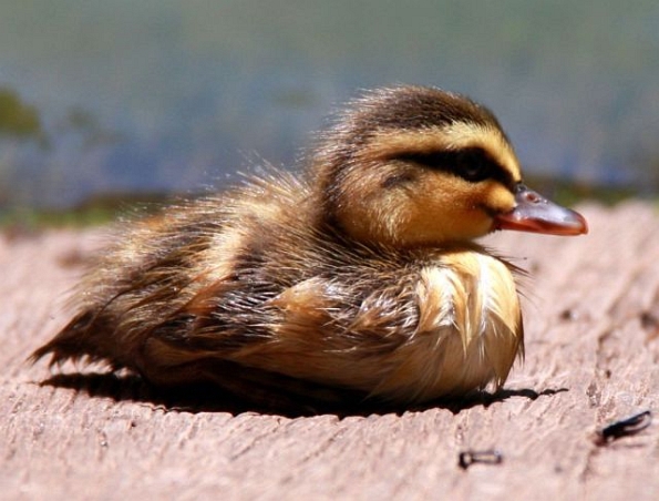 poze-cu-animale-haioase-6-09