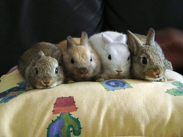 poze-cu-animale-haioase-6-10