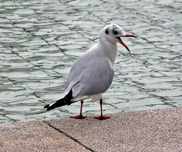 poze-cu-animale-haioase-15-08