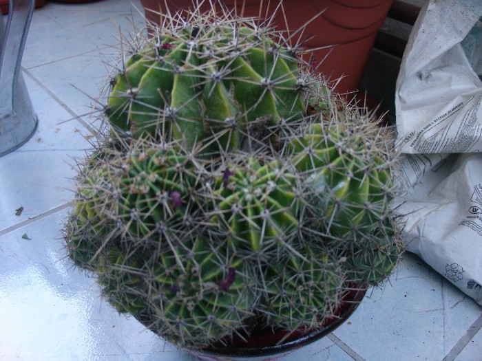 echinopsis