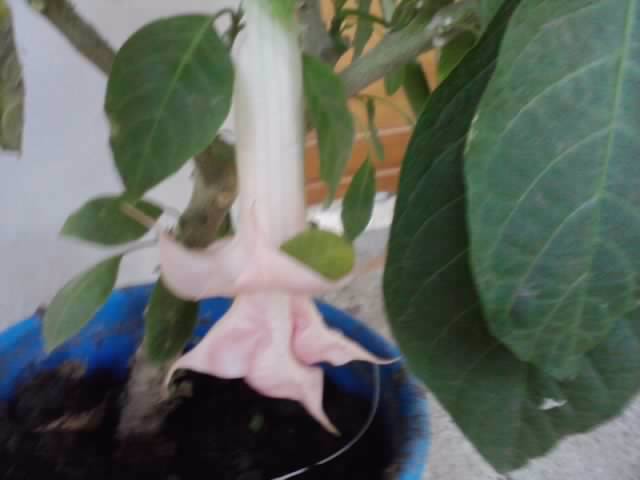 P211012_23.09 - brugmansia si datura 2012-2