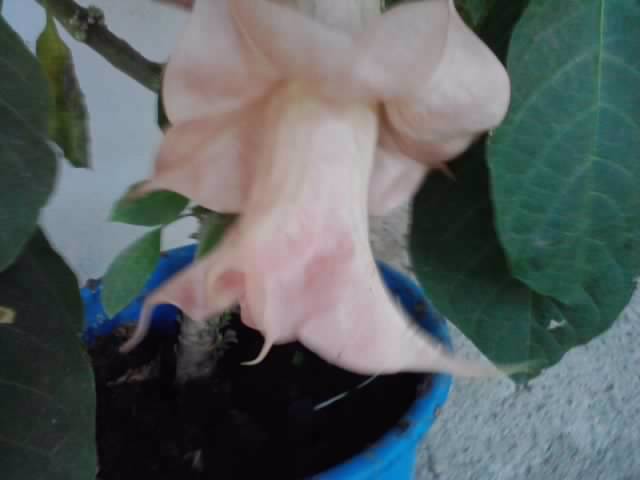 P211012_23.09_[01] - brugmansia si datura 2012-2
