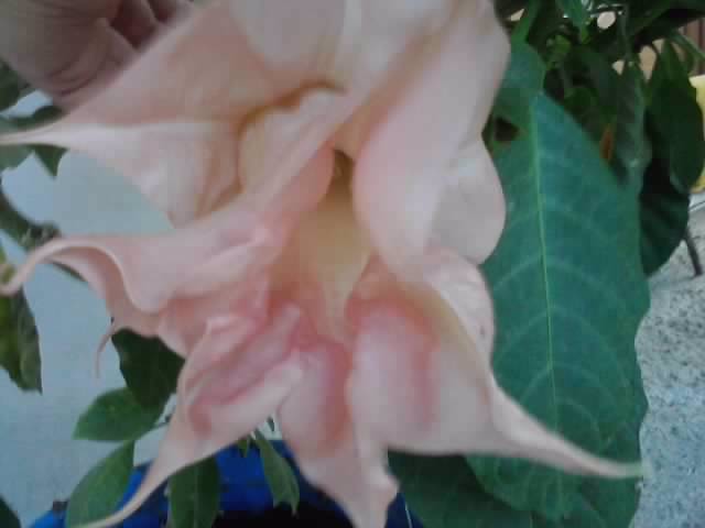 P211012_23.10 - brugmansia si datura 2012-2