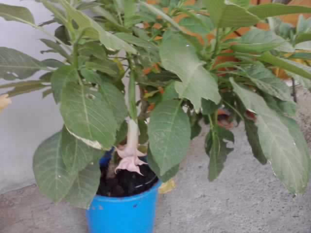P211012_23.10_[01] - brugmansia si datura 2012-2