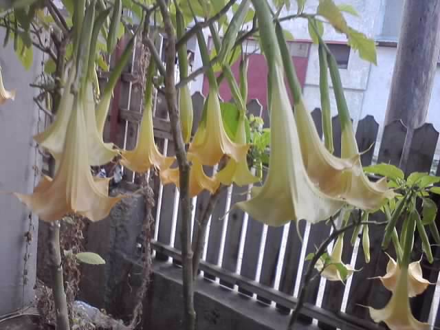 P211012_23.10_[02] - brugmansia si datura 2012-2