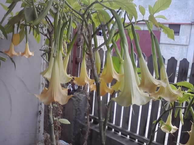 P211012_23.10_[03] - brugmansia si datura 2012-2