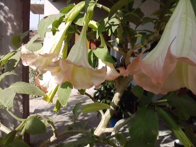 P231012_03.20 - brugmansia si datura 2012-2