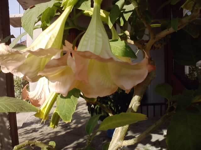 P231012_03.20_[01] - brugmansia si datura 2012-2