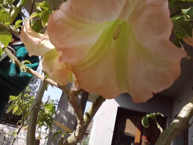 P231012_03.20_[02] - brugmansia si datura 2012-2