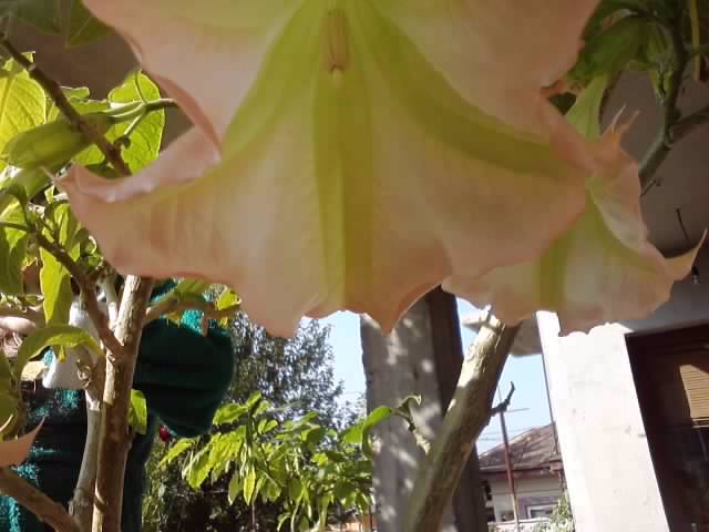 P231012_03.20_[03] - brugmansia si datura 2012-2