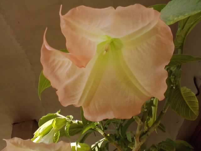P231012_03.20_[04] - brugmansia si datura 2012-2