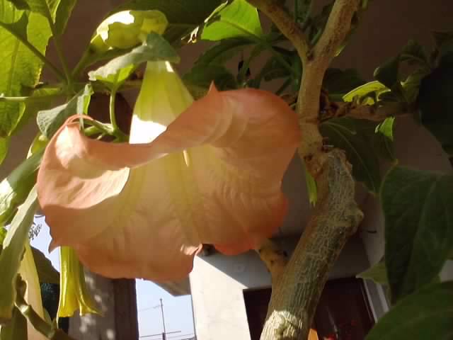 P231012_03.20_[05] - brugmansia si datura 2012-2