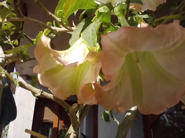 P231012_03.21 - brugmansia si datura 2012-2