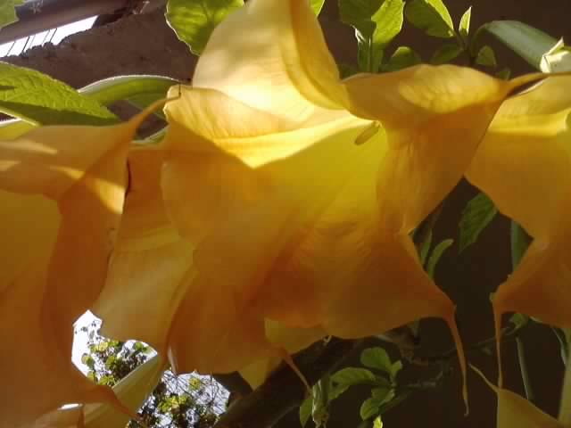 P231012_03.21_[05] - brugmansia si datura 2012-2