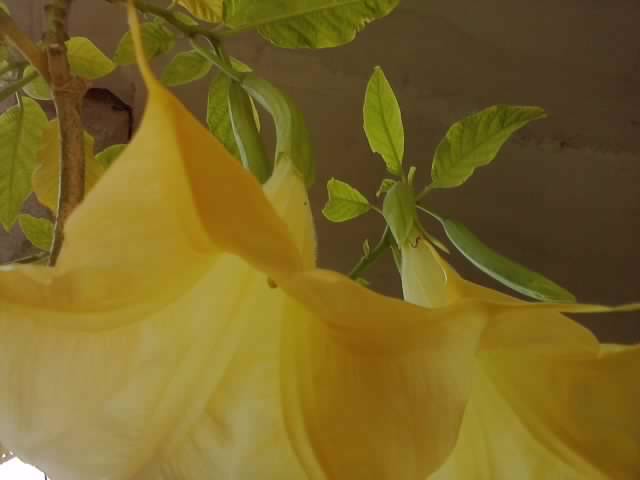 P231012_03.21_[06] - brugmansia si datura 2012-2