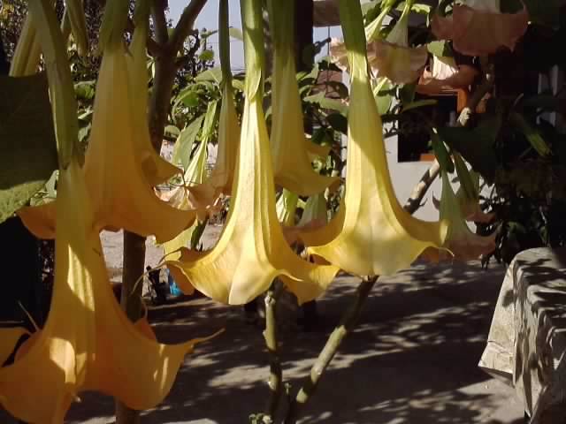 P231012_03.22 - brugmansia si datura 2012-2