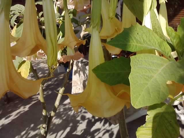 P231012_03.22_[01] - brugmansia si datura 2012-2
