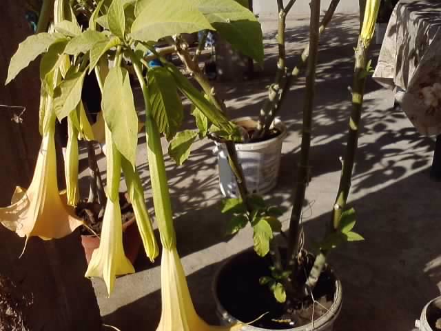 P231012_03.22_[02] - brugmansia si datura 2012-2