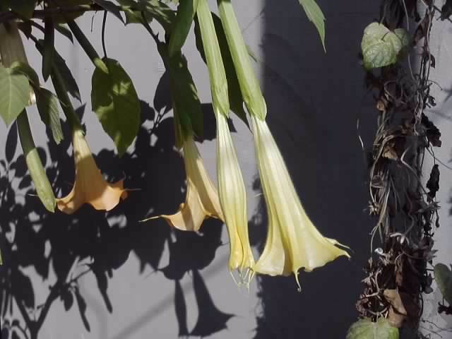 P231012_03.22_[03] - brugmansia si datura 2012-2