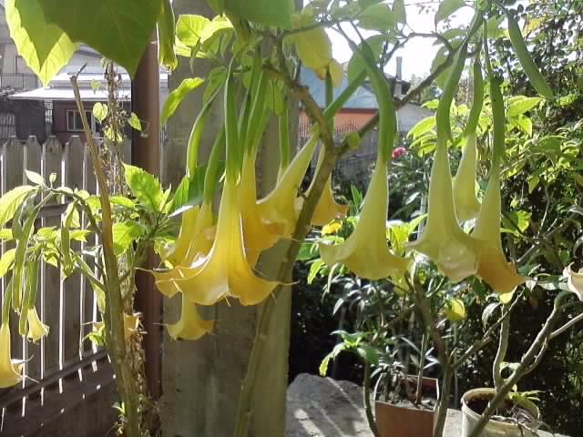 P231012_03.22_[04] - brugmansia si datura 2012-2