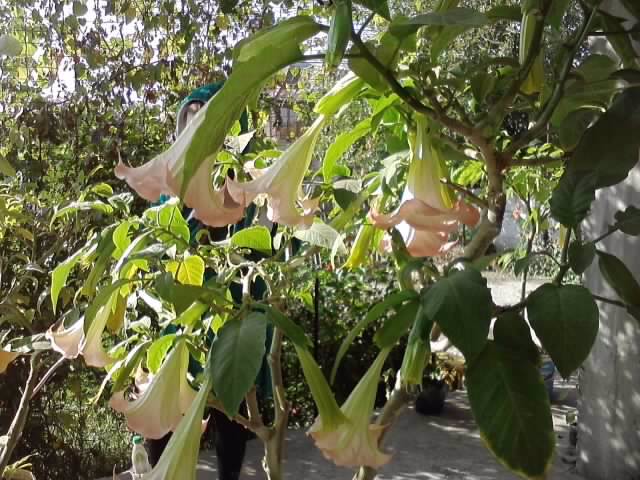 P231012_03.22_[05] - brugmansia si datura 2012-2