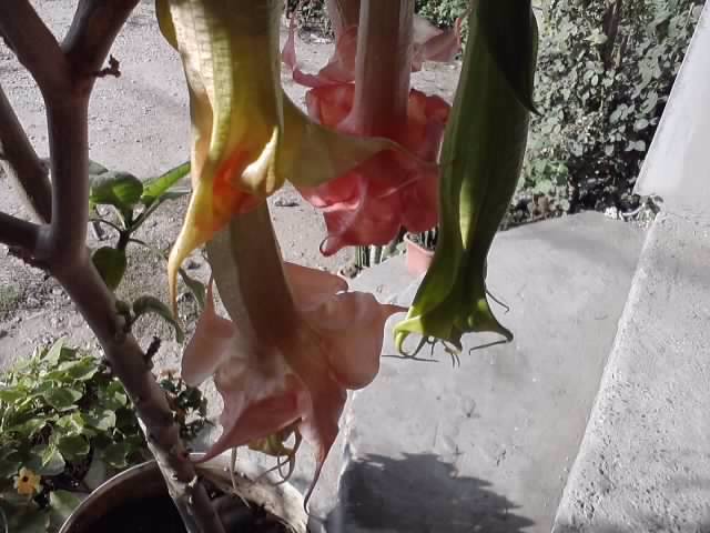 P231012_03.23_[01] - brugmansia si datura 2012-2