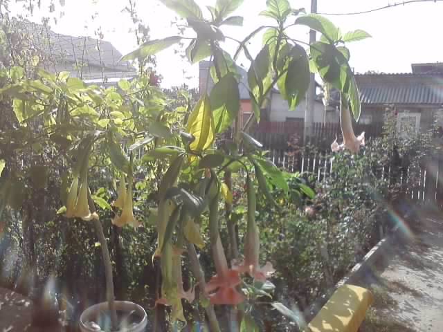 P231012_03.24 - brugmansia si datura 2012-2