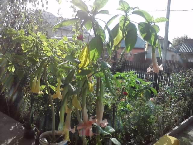 P231012_03.24_[01] - brugmansia si datura 2012-2