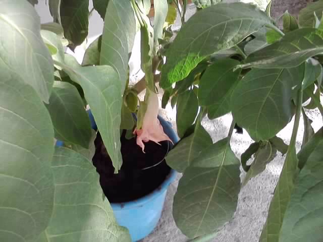 P231012_03.24_[02] - brugmansia si datura 2012-2