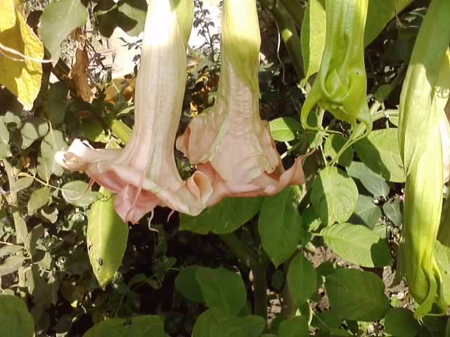 P231012_03.24_[03] - brugmansia si datura 2012-2
