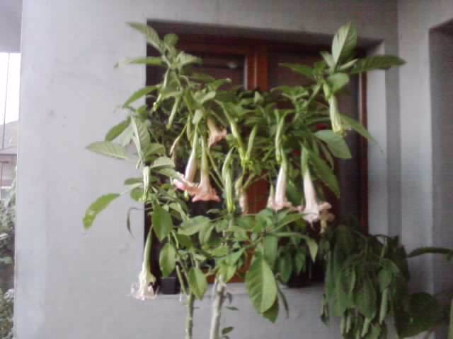 P231012_07.39 - brugmansia si datura 2012-2