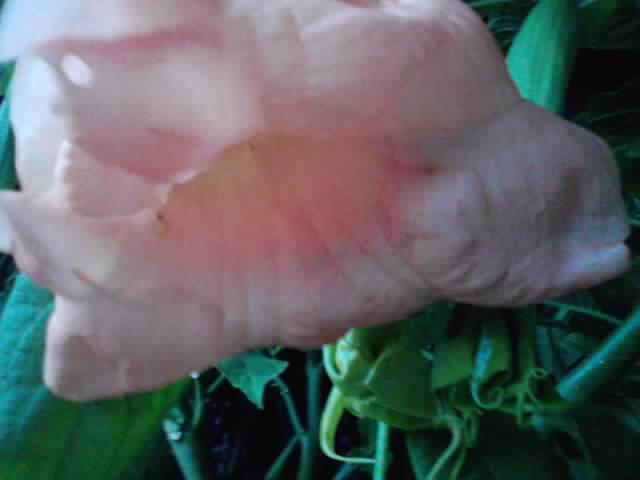 P231012_07.41 - brugmansia si datura 2012-2