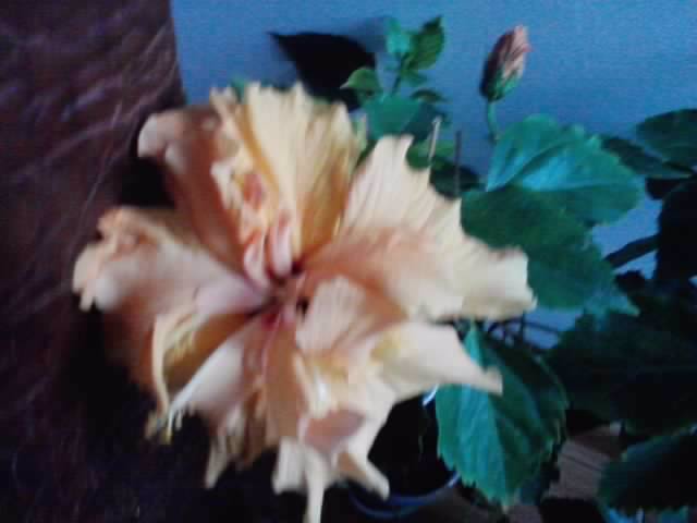 P231012_22.29_[01] - brugmansia si datura 2012-2