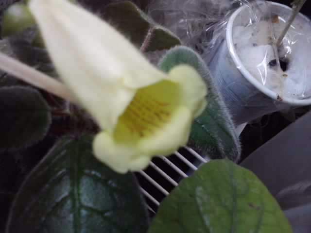 P231012_22.30_[02] - brugmansia si datura 2012-2