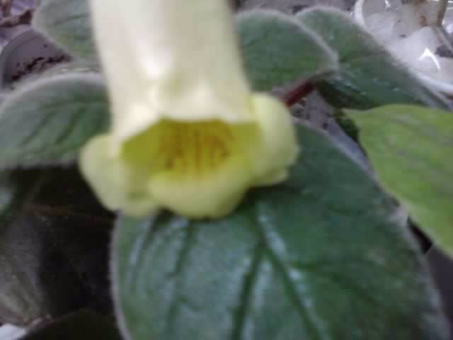P231012_22.31_[01] - brugmansia si datura 2012-2