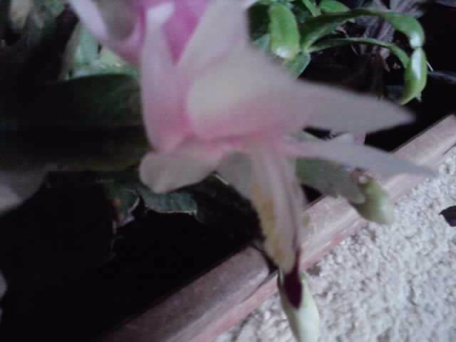 P241012_05.43_[02] - brugmansia si datura 2012-2