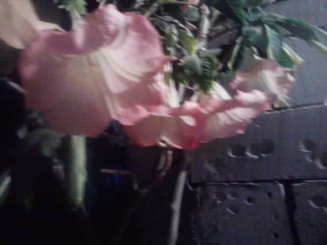 P251012_06.48_[04] - brugmansia si datura 2012-2