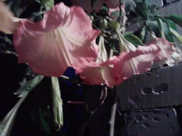 P261012_23.45 - brugmansia si datura 2012-2