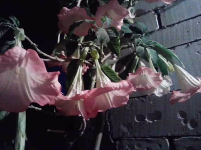P261012_23.45_[03] - brugmansia si datura 2012-2