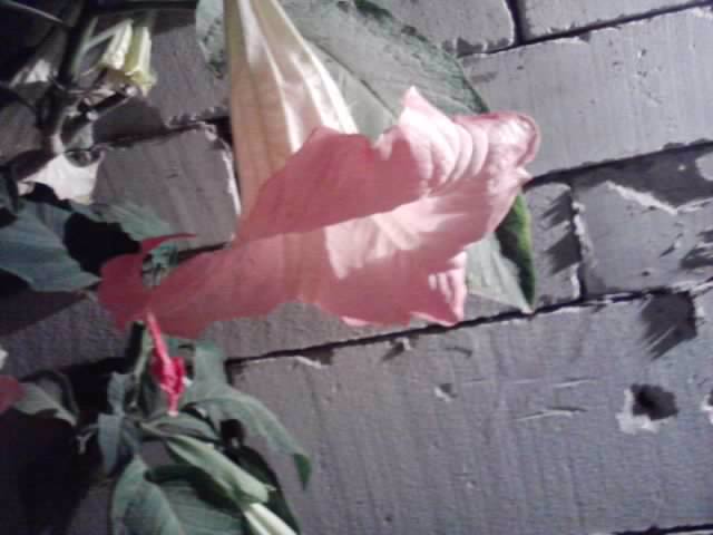 P261012_23.46 - brugmansia si datura 2012-2