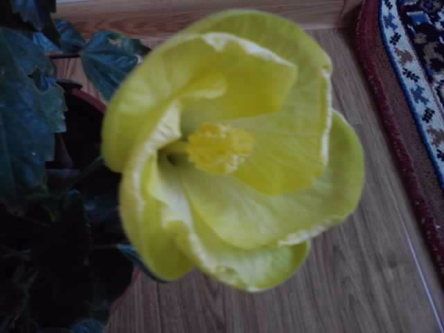 P201012_00.01_[01] - roze 2012-2