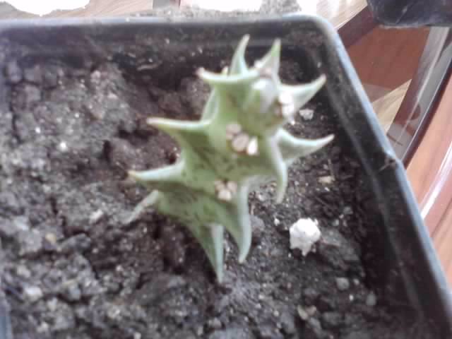 P221012_00.50_[01] - cactusi si suculente
