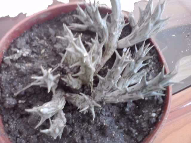 caraluma dumerii - cactusi si suculente