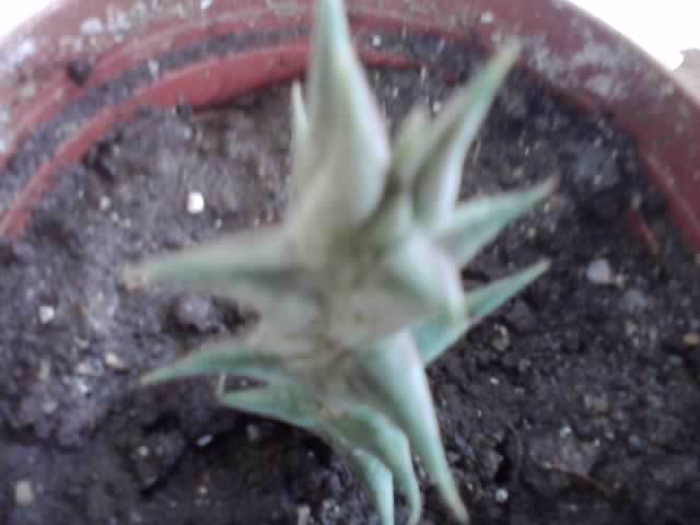 P221012_00.53_[02] - cactusi si suculente