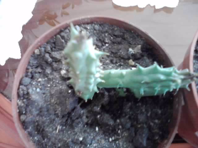 huernia keniensis - cactusi si suculente