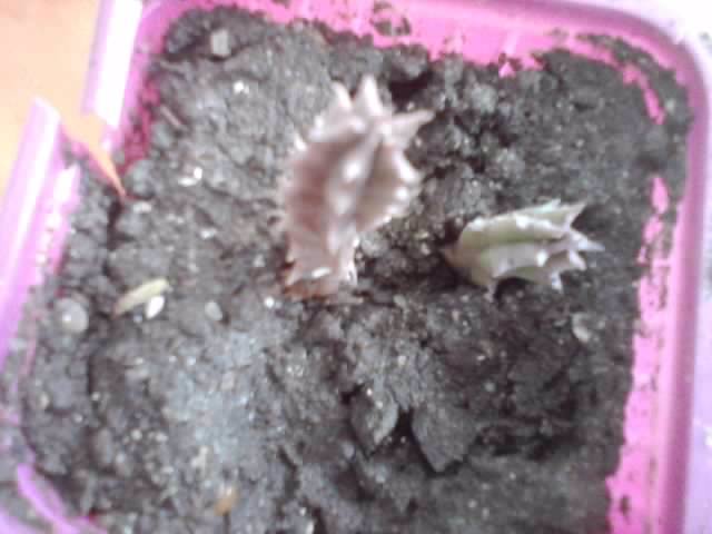 P221012_00.54_[01] - cactusi si suculente
