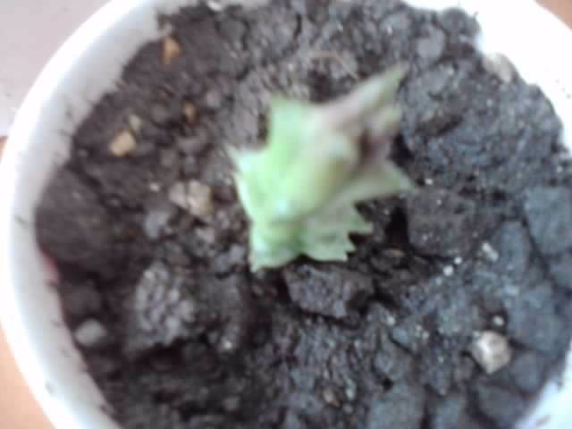 P221012_00.54_[03] - cactusi si suculente