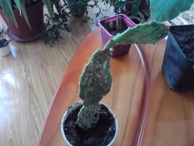 P221012_00.58 - cactusi si suculente